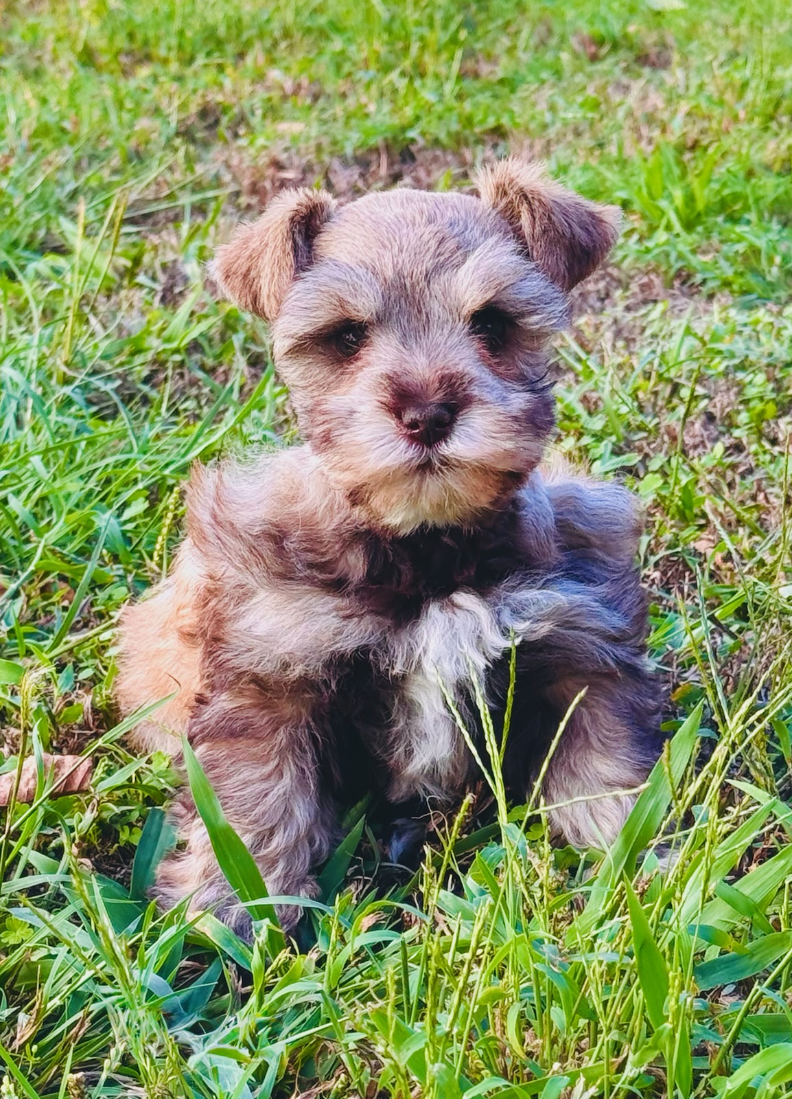 Liver pepper female miniature schnauzer sitting in the grass
