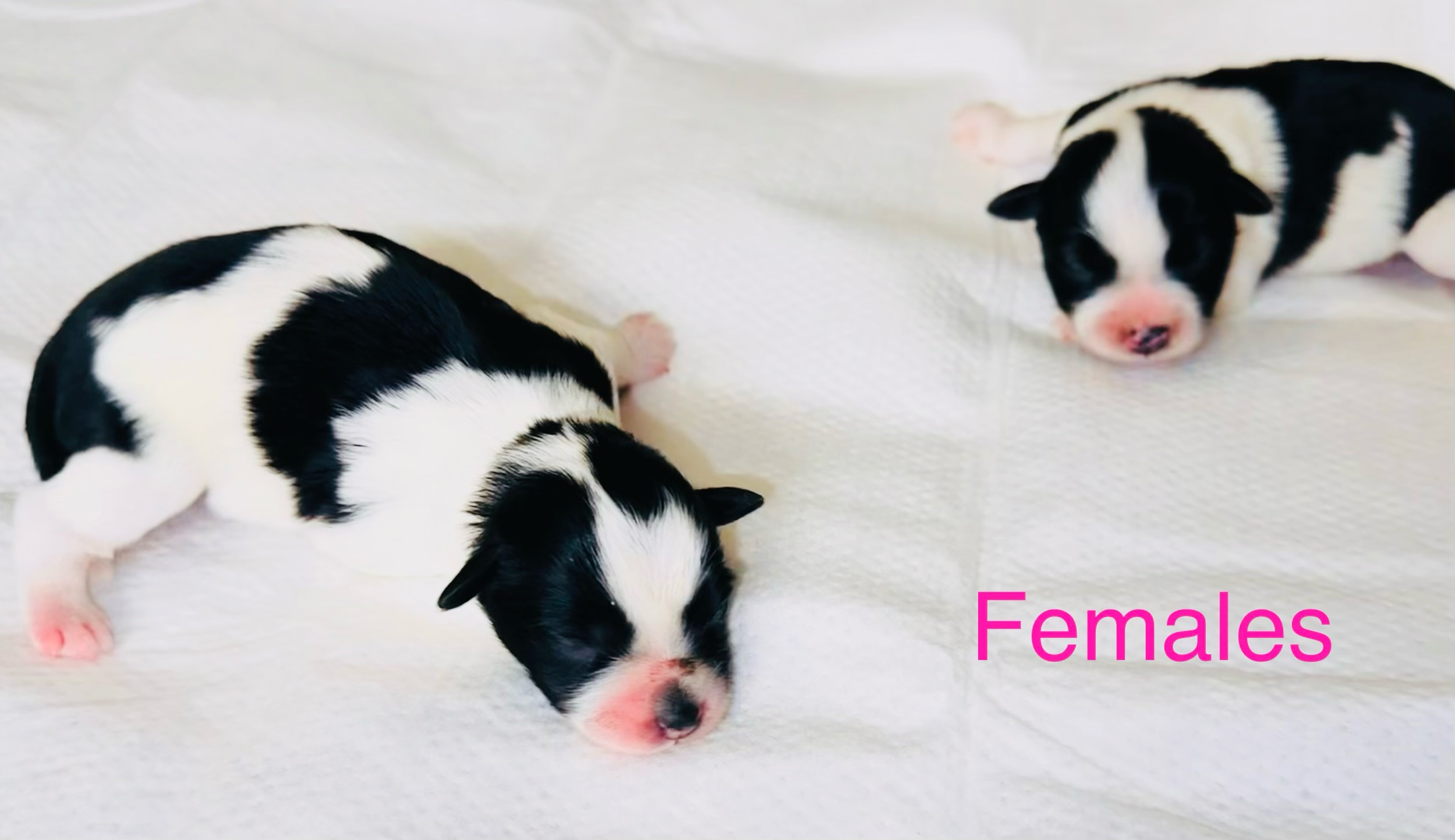 Two black and white parti female miniature schnauzers