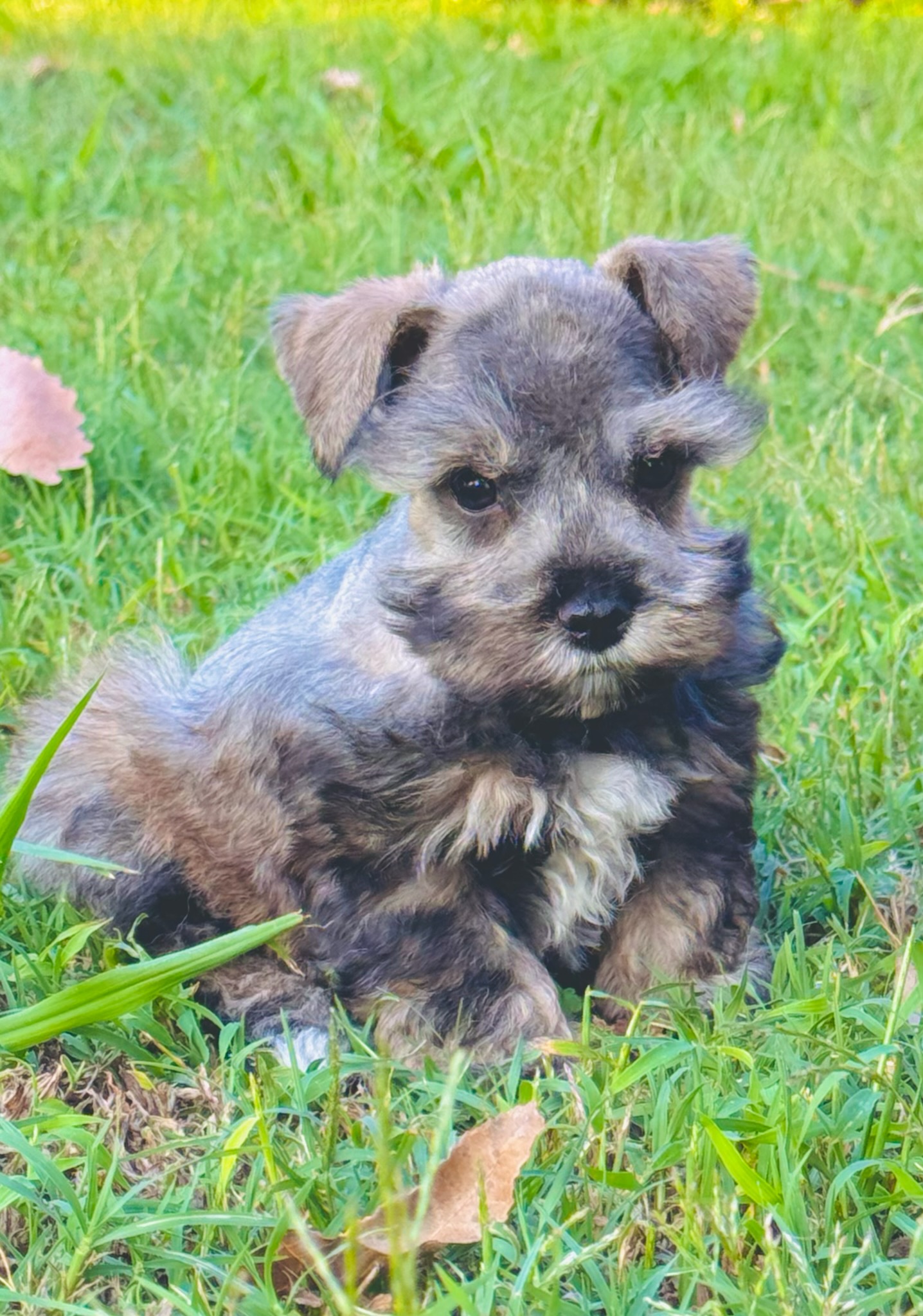 Salt and pepper male miniature schnauzer sitting in the grass