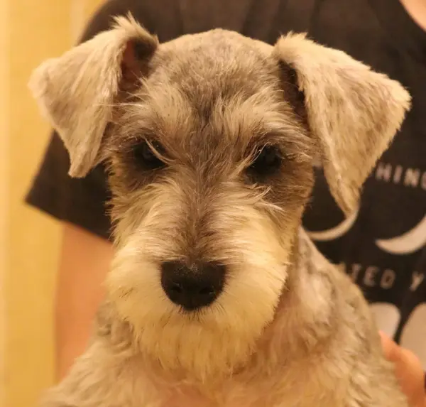 An adult miniature schnauzer at Showtime Pups