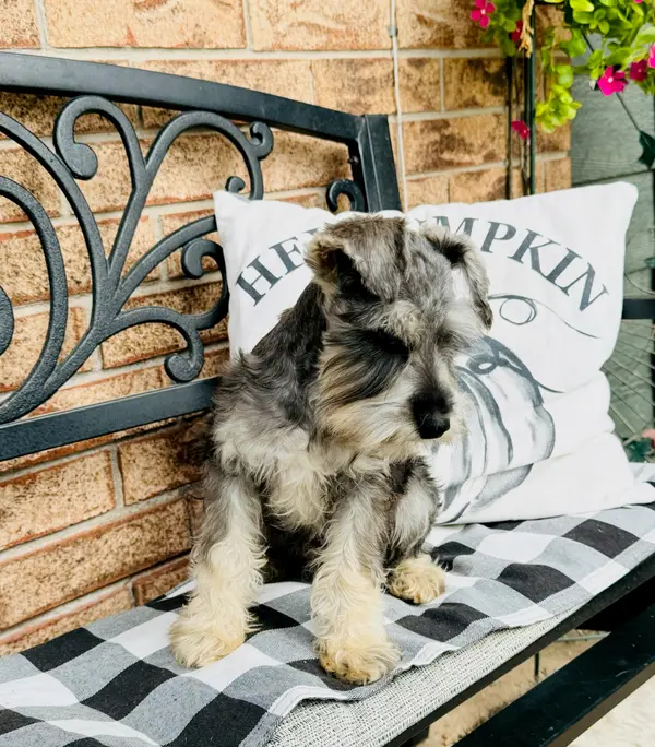 An adult miniature schnauzer at Showtime Pups