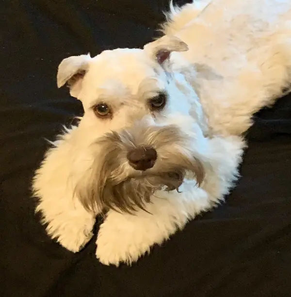An adult miniature schnauzer at Showtime Pups