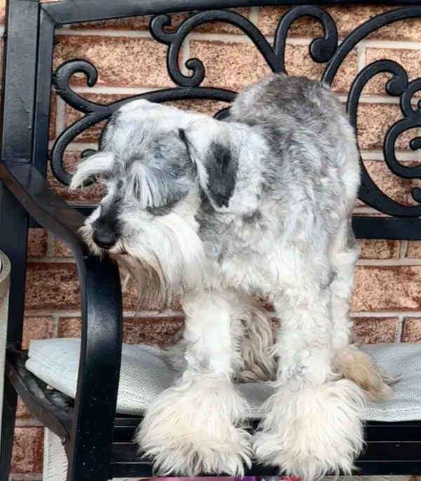 An adult miniature schnauzer at Showtime Pups