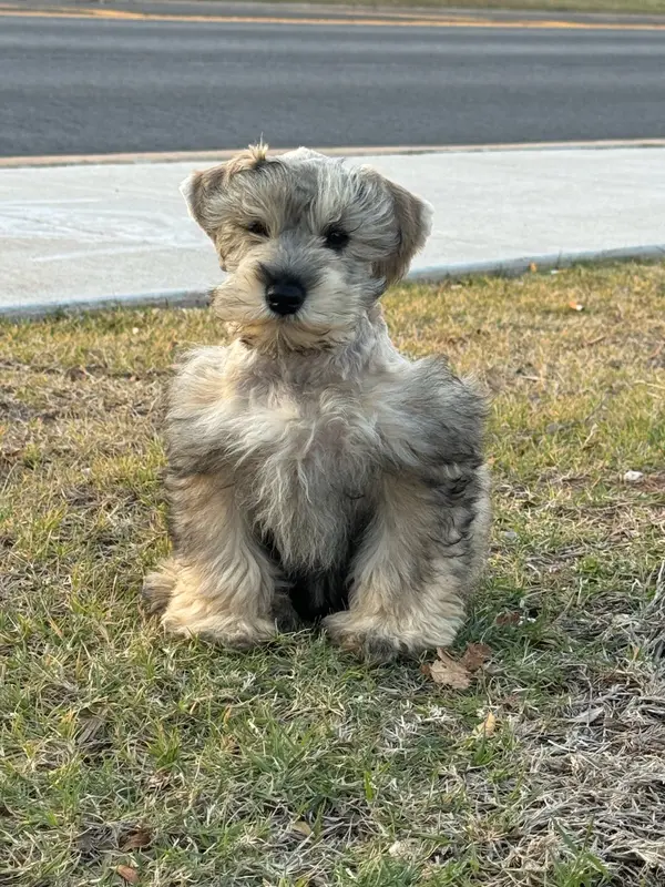 An adult miniature schnauzer at Showtime Pups
