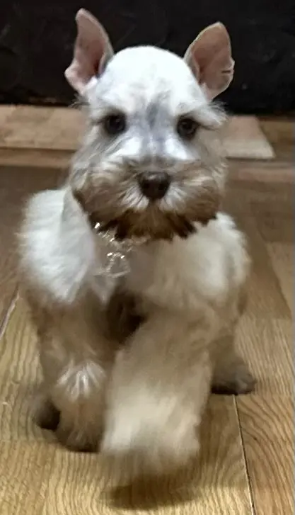 An adult miniature schnauzer at Showtime Pups