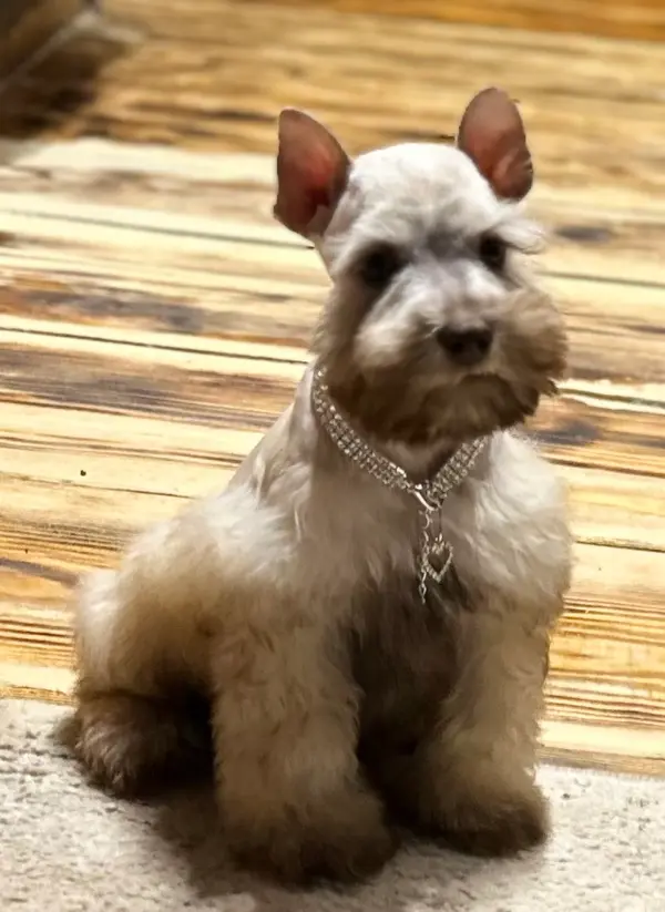 An adult miniature schnauzer at Showtime Pups