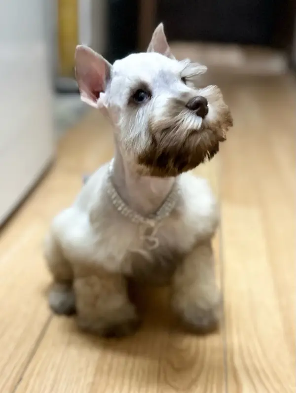 An adult miniature schnauzer at Showtime Pups
