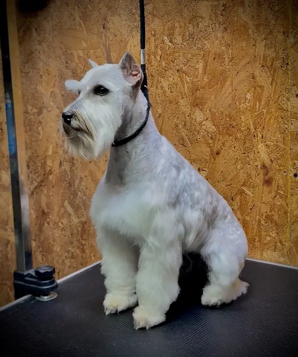 An adult miniature schnauzer at Showtime Pups