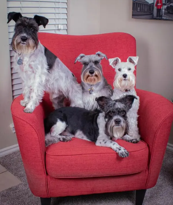 An adult miniature schnauzer at Showtime Pups