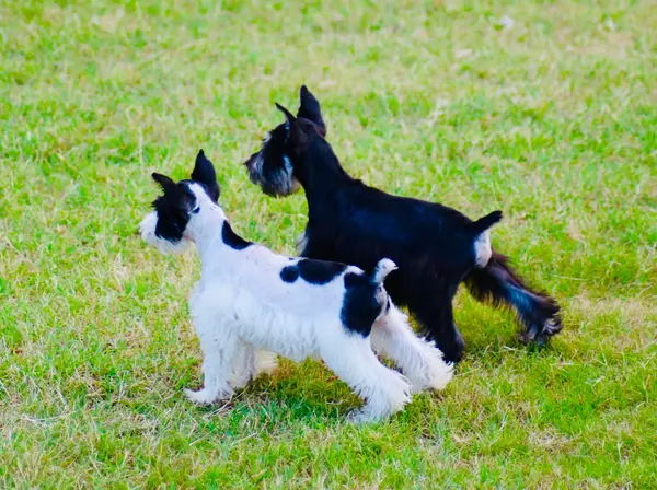 A miniature schnauzer at Showtime Pups