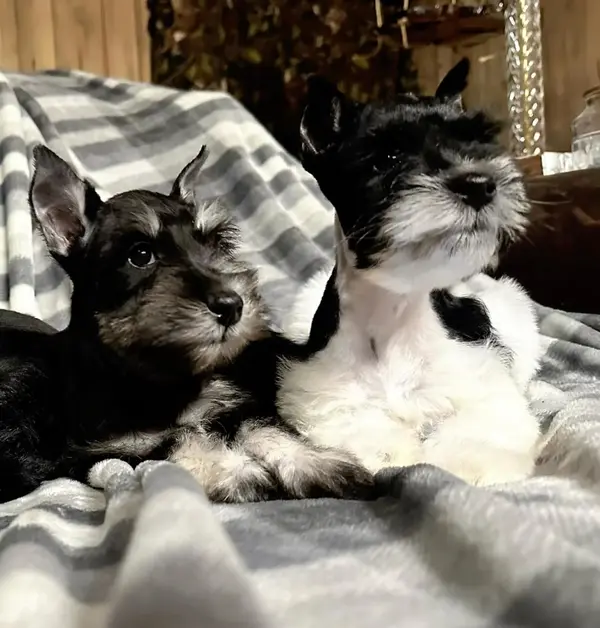 An adult miniature schnauzer at Showtime Pups