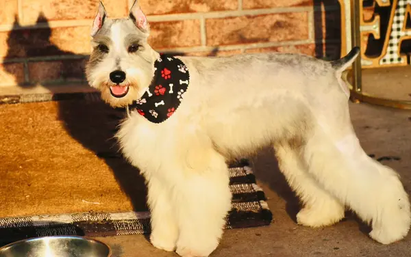An adult miniature schnauzer at Showtime Pups