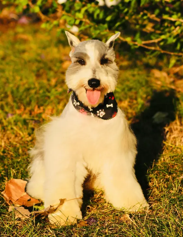 A miniature schnauzer at Showtime Pups