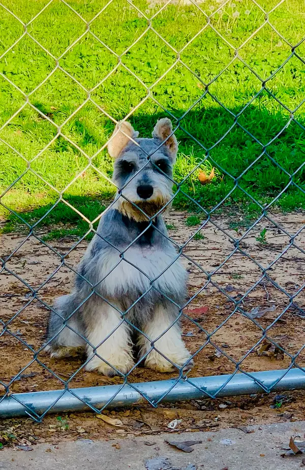 An adult miniature schnauzer at Showtime Pups