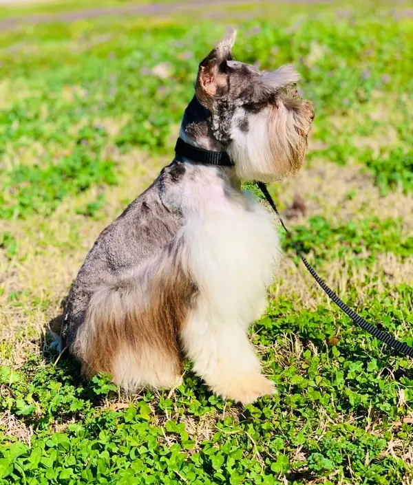 An adult miniature schnauzer at Showtime Pups