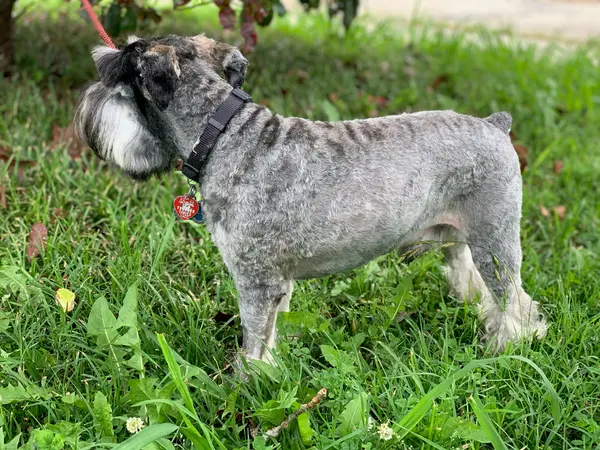 An adult miniature schnauzer at Showtime Pups