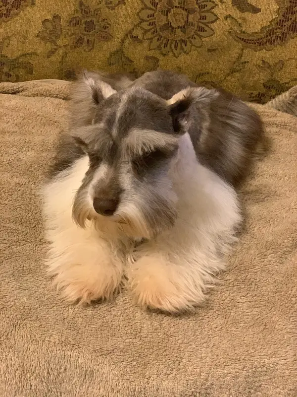 An adult miniature schnauzer at Showtime Pups