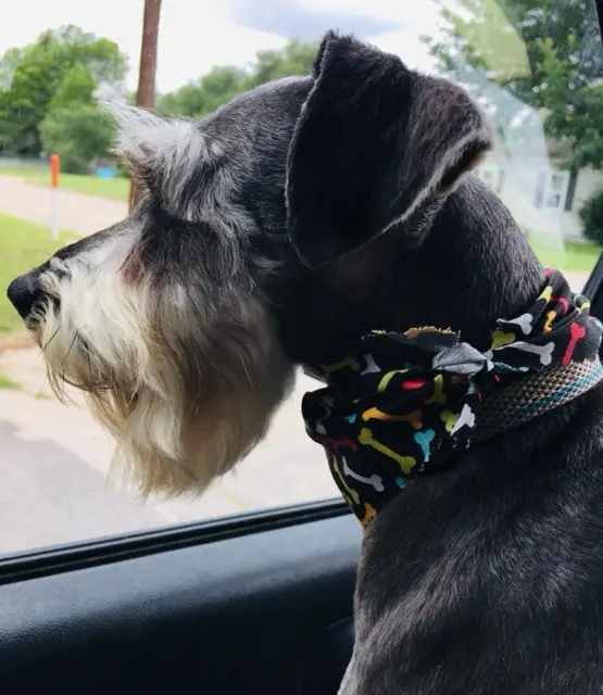 An adult miniature schnauzer at Showtime Pups