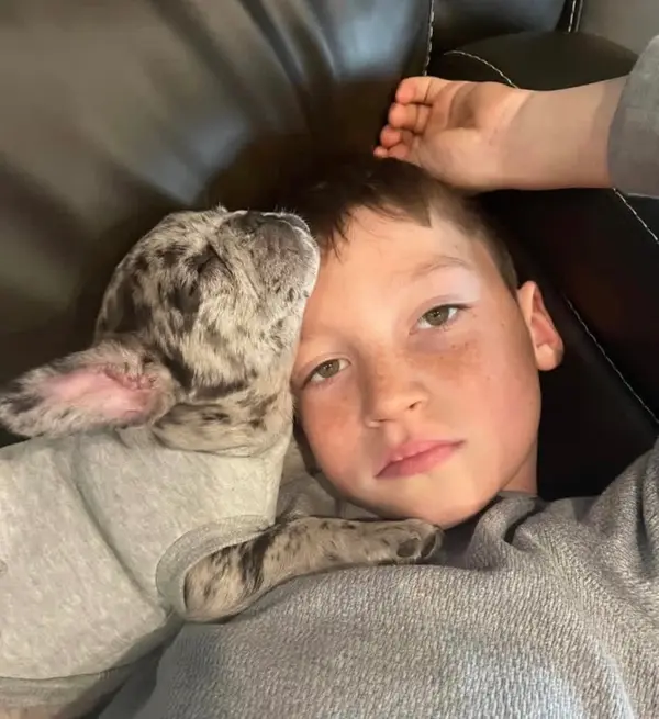 A French Bulldog puppy from Showtime Pups with its new family