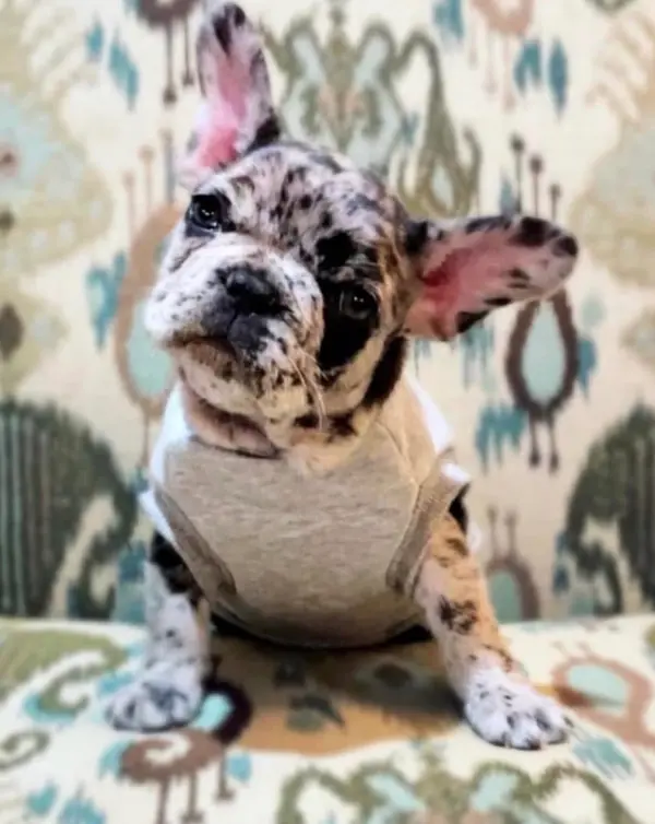 A French Bulldog puppy from Showtime Pups with its new family