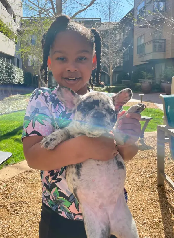 A French Bulldog puppy from Showtime Pups with its new family