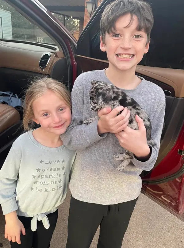 A French Bulldog puppy from Showtime Pups with its new family