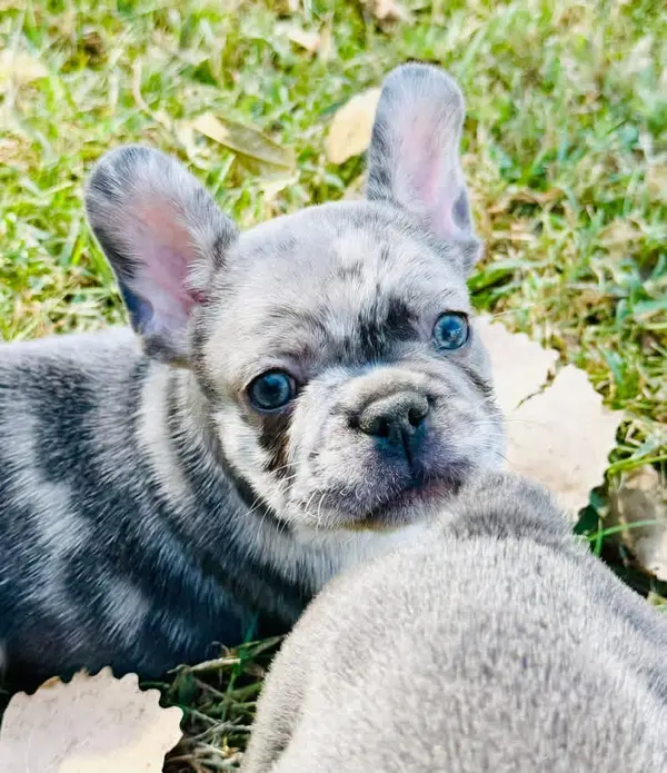 A French Bulldog puppy from Showtime Pups with its new family