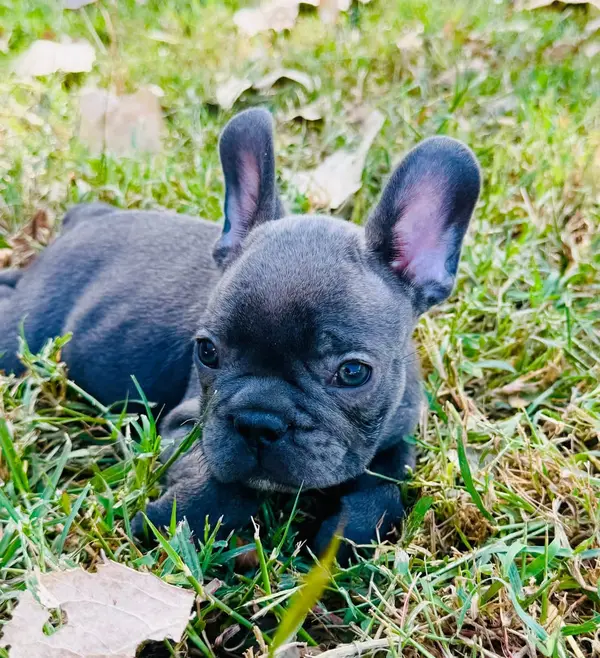 A French Bulldog puppy from Showtime Pups with its new family
