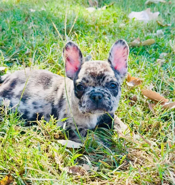 A French Bulldog puppy from Showtime Pups with its new family