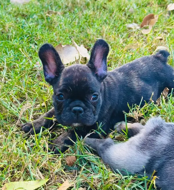 A French Bulldog puppy from Showtime Pups with its new family