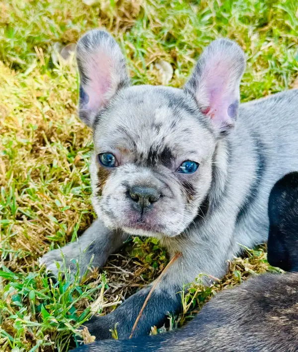 A French Bulldog puppy from Showtime Pups with its new family