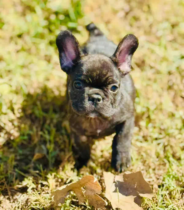 A French Bulldog puppy from Showtime Pups with its new family