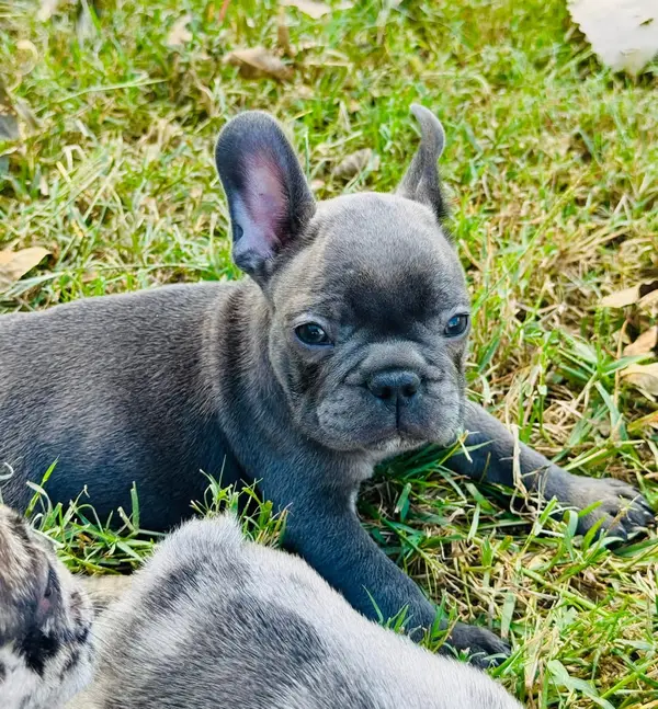 A French Bulldog puppy from Showtime Pups with its new family