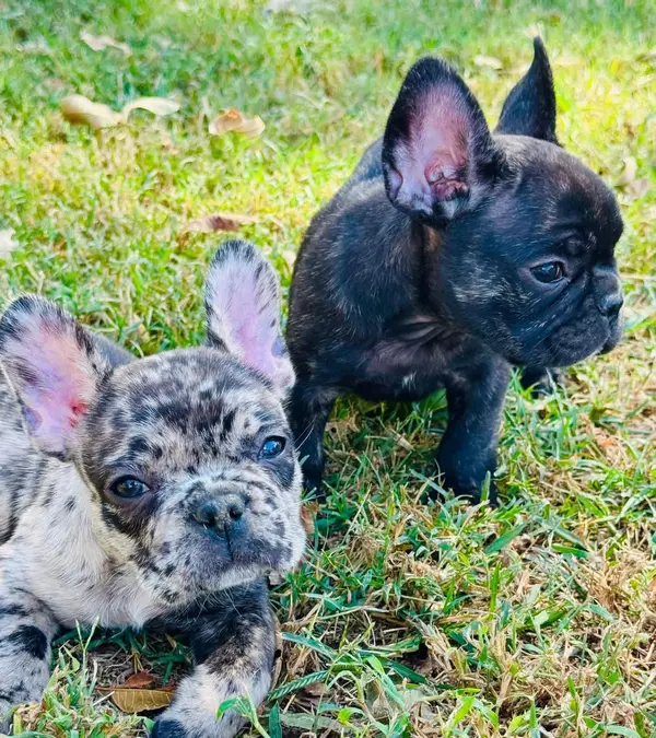 A French Bulldog puppy from Showtime Pups with its new family