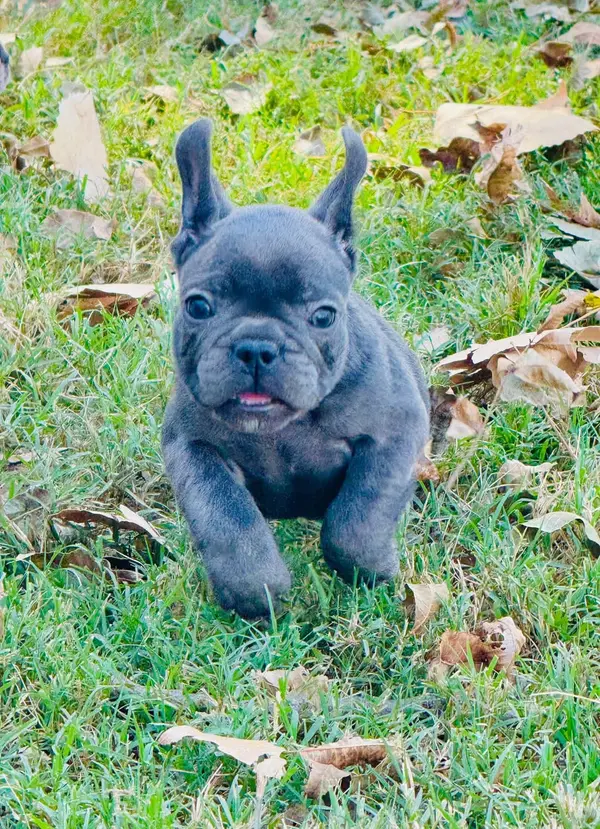 A French Bulldog puppy from Showtime Pups with its new family