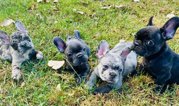 A French Bulldog puppy from Showtime Pups with its new family
