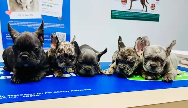 A French Bulldog puppy from Showtime Pups with its new family