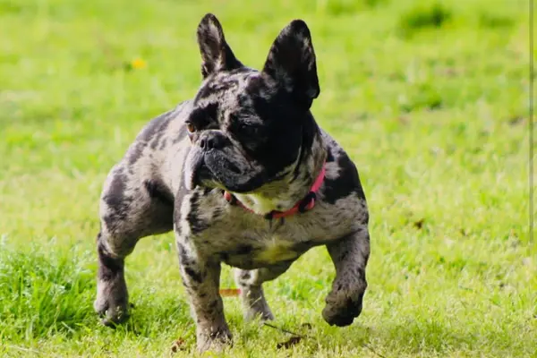 Oreo, an adult French Bulldog dam at Showtime Pups