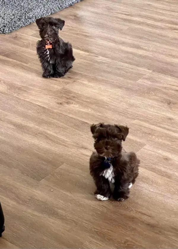 A Showtime Pups puppy with its new family