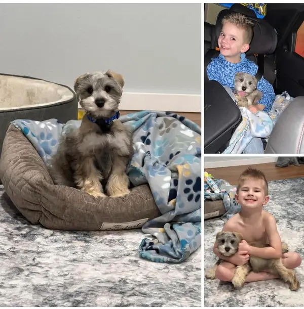A Showtime Pups puppy with its new family