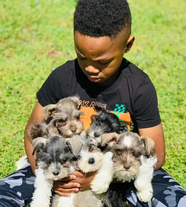 A Showtime Pups puppy with its new family