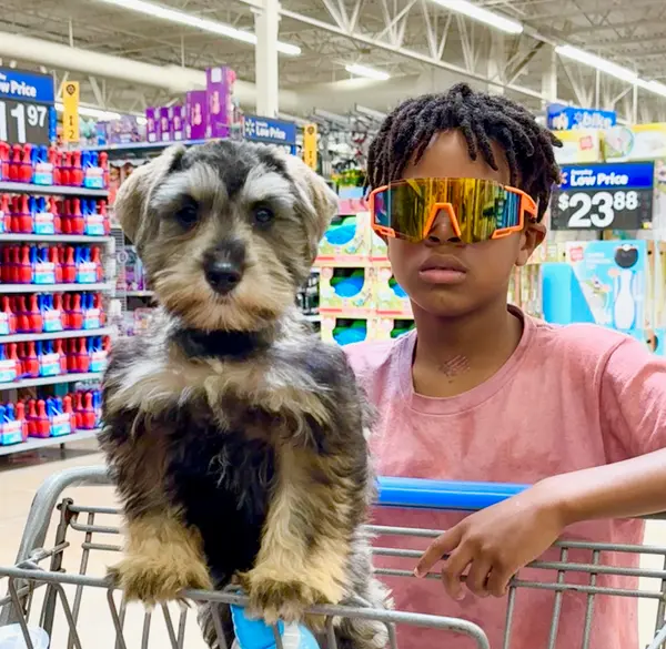 A Showtime Pups puppy with its new family