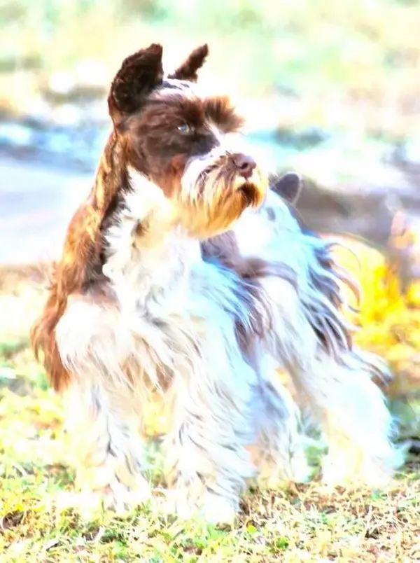 A Showtime Pups puppy with its new family