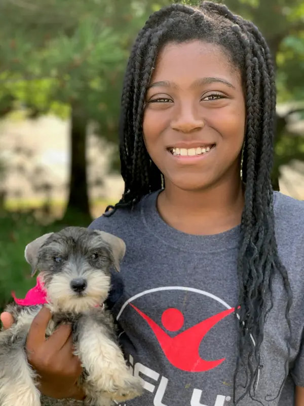 A miniature schnauzer at Showtime Pups