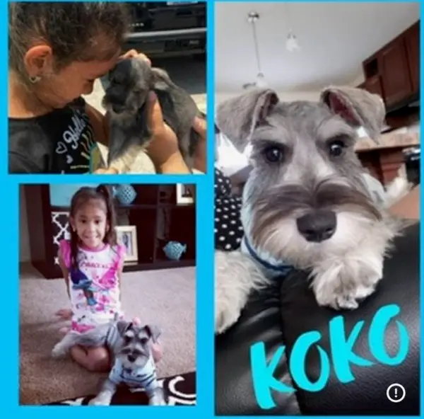 A Showtime Pups puppy with its new family