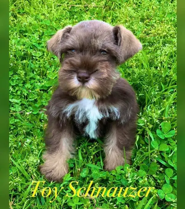 A Showtime Pups miniature schnauzer puppy