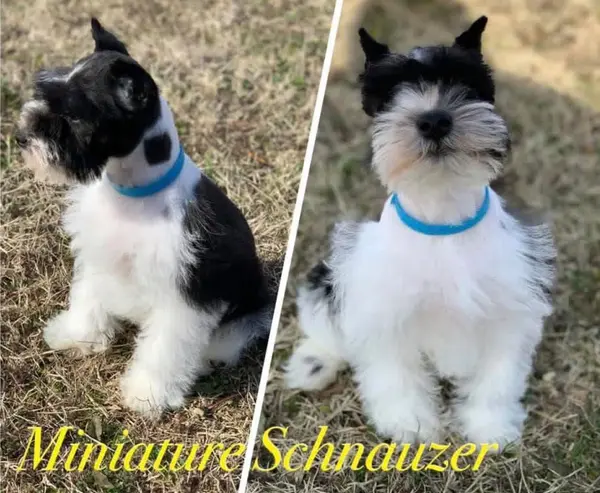 A Showtime Pups miniature schnauzer puppy