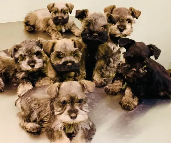 A Showtime Pups miniature schnauzer puppy