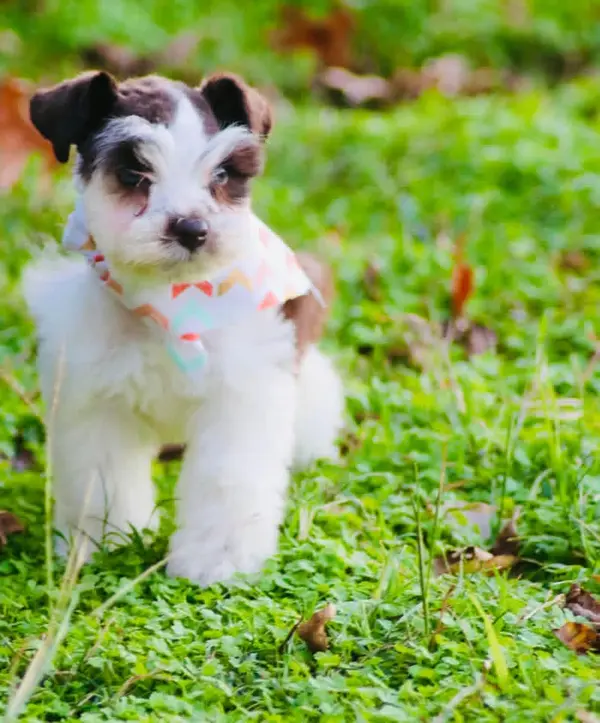 A Showtime Pups miniature schnauzer puppy