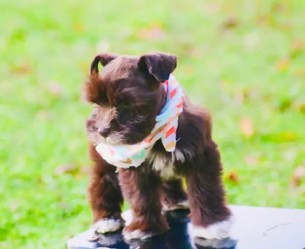 A Showtime Pups miniature schnauzer puppy